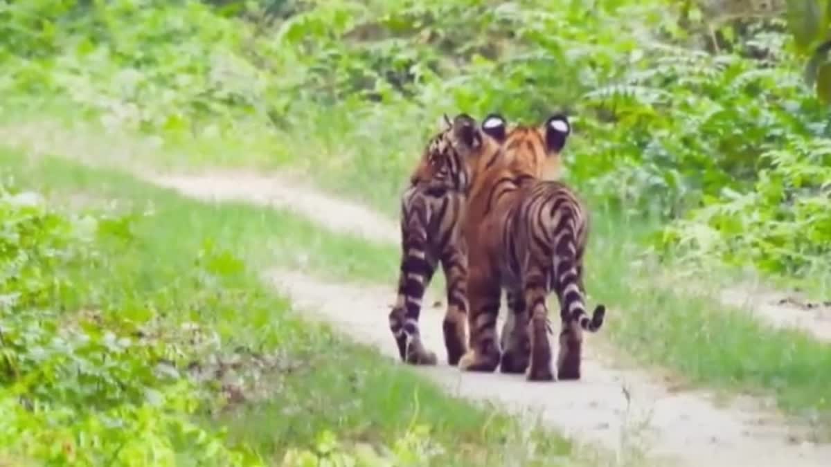 ദുധ്വ ടൈഗർ റിസർവ്  ഡിടിആർ  കടുവ  Dudhwa Tiger Reserve  DTR  Tigrer spotted with five cubs in DTR  കടുവ കുഞ്ഞുങ്ങൾ  കിഷനൂർ വന്യജീവി സങ്കേതം  ഡിടിആറിൽ അഞ്ച് കടുവ കുഞ്ഞുങ്ങളെ കണ്ടെത്തി