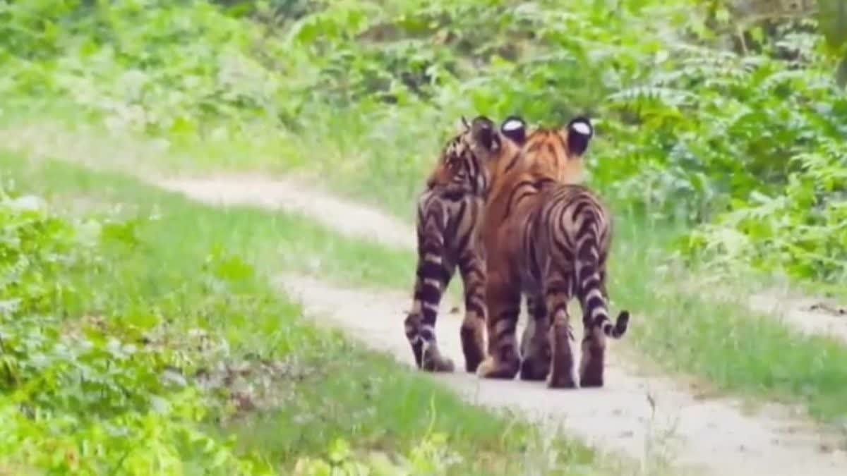 number of tigers increased in dudhwa tiger reserve tigress seen with five cubs