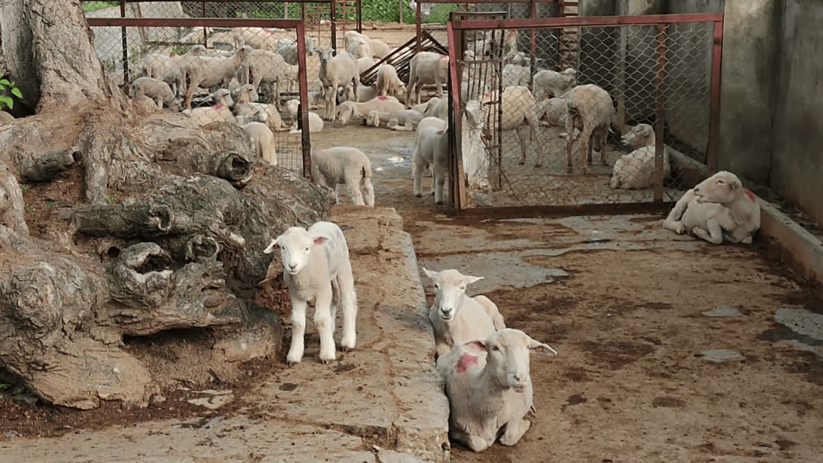 Kashmiri Sheep: આંતરરાષ્ટ્રીય બજારોમાં વેચાતા કાશ્મીરી ઘેટાં અર્થતંત્રને આપશે વેગ