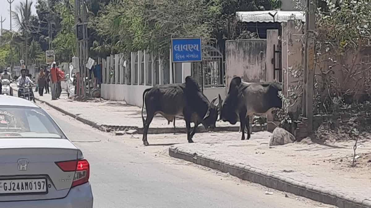 રેલવે ગરનાળા પાસે બે આખલા બથોબથ આવ્યા, રાહદારીઓનો શ્વાસ અધ્ધર