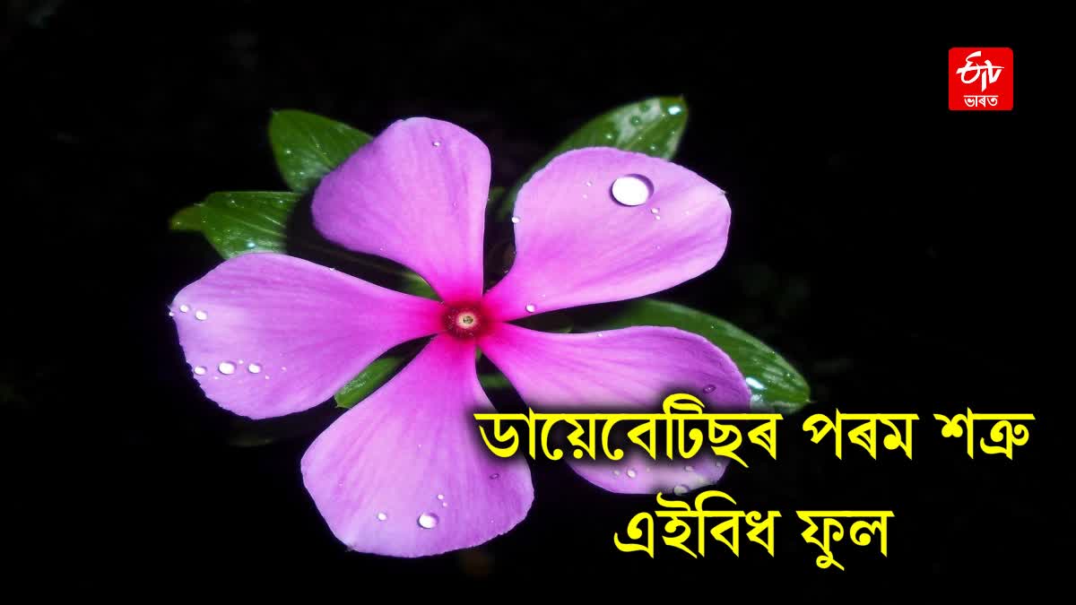 Sadabahar Astounding Health Benefits Of The Beautiful Periwinkle Flower