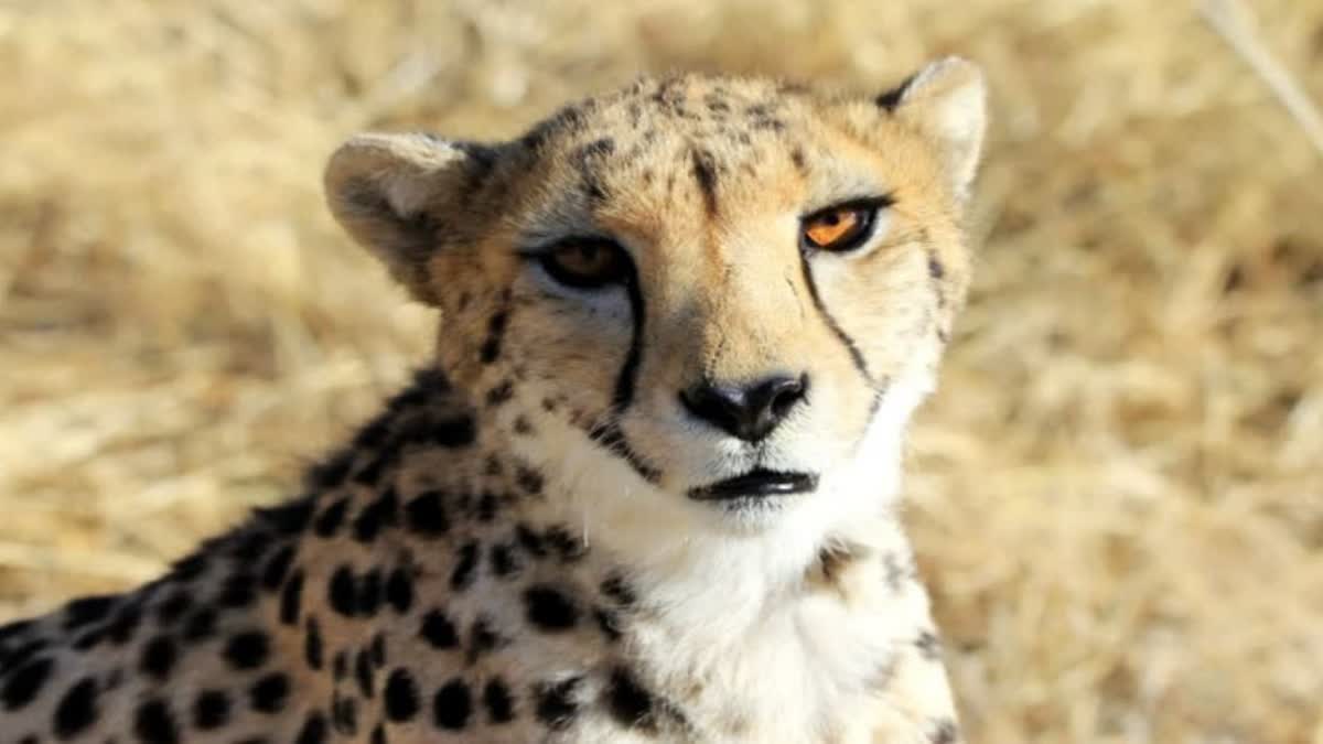 expert on MP cheetahs