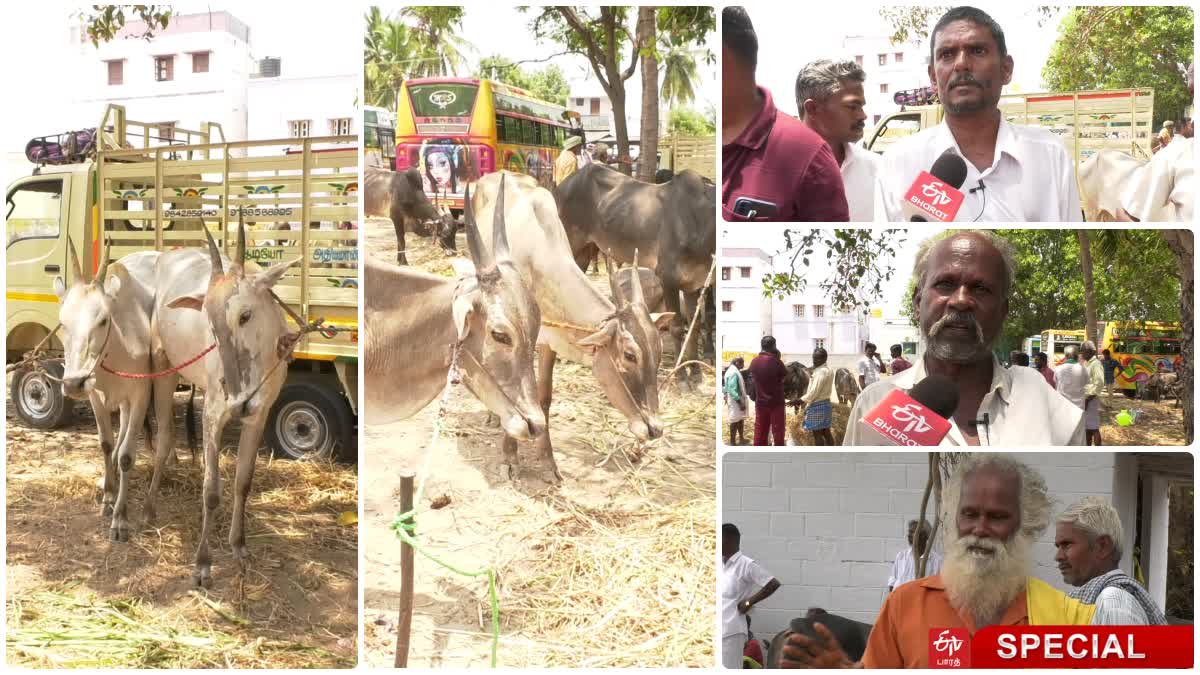 நாட்டு மாடு இனமே அழிந்துவருவதாக விவசாயிகள் வேதனை