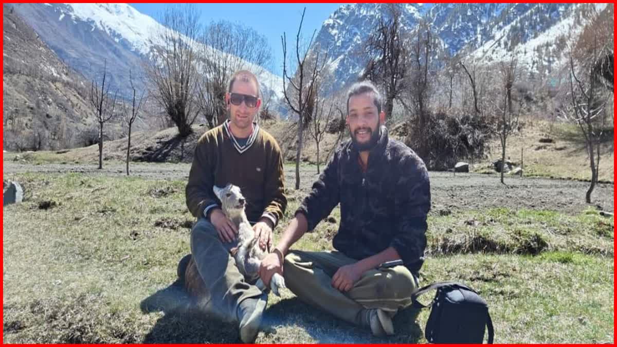 2 youths rescue musk deer in Lahaul