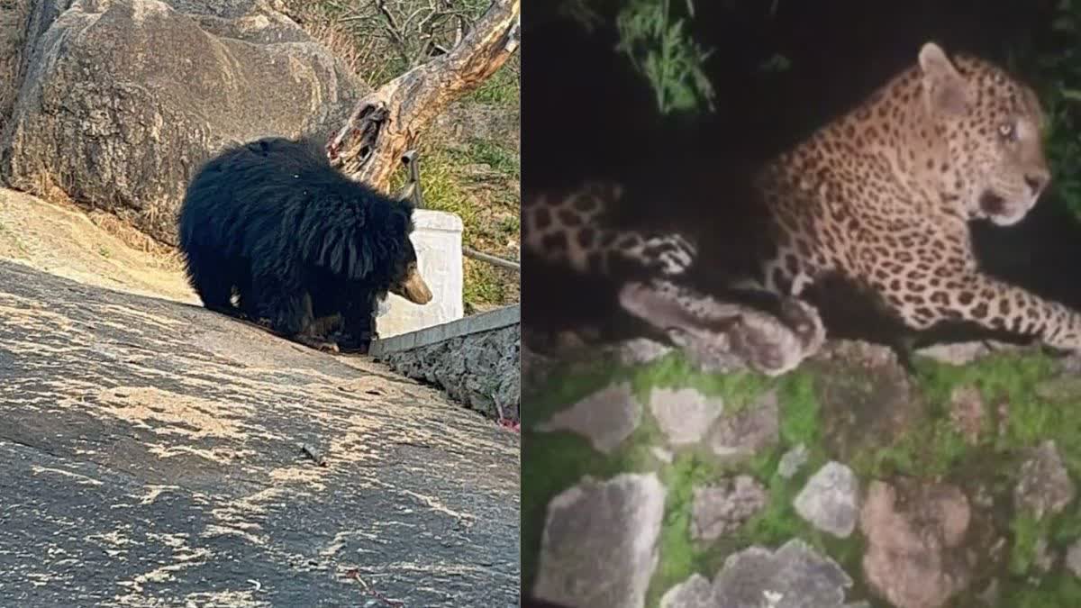 bears and panthers Movement seen in Sirohi