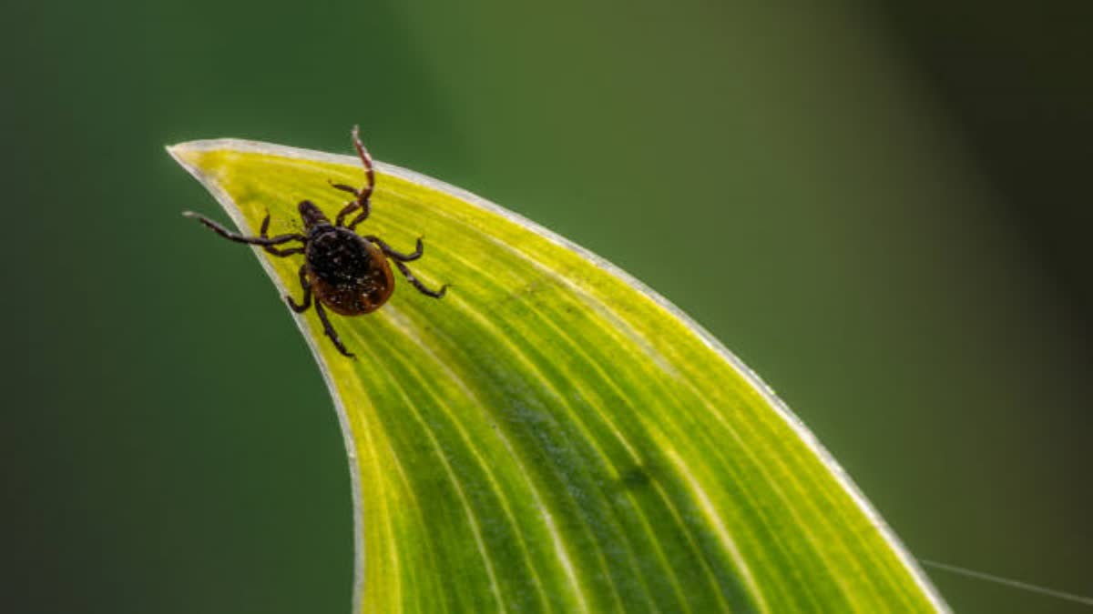 Tick-Borne Encephalitis Virus