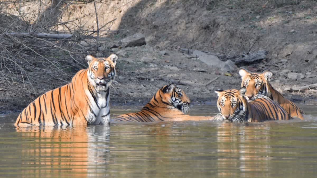 five-tiger-reserves-of-karnataka