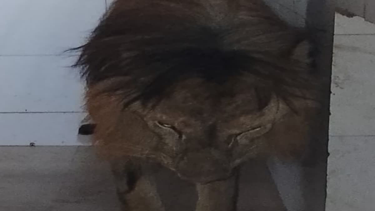 death of ailing Babbar lion Jai