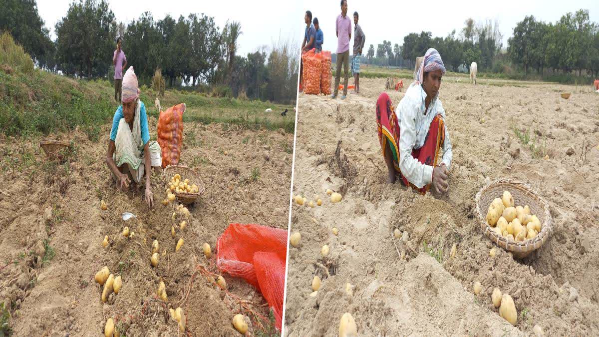 potato cultivation