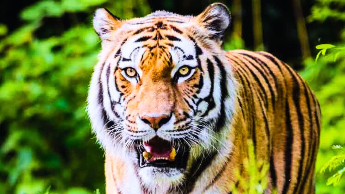 tigers in Chhattisgarh