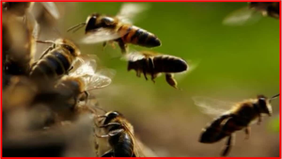 मधमाशी हल्ला