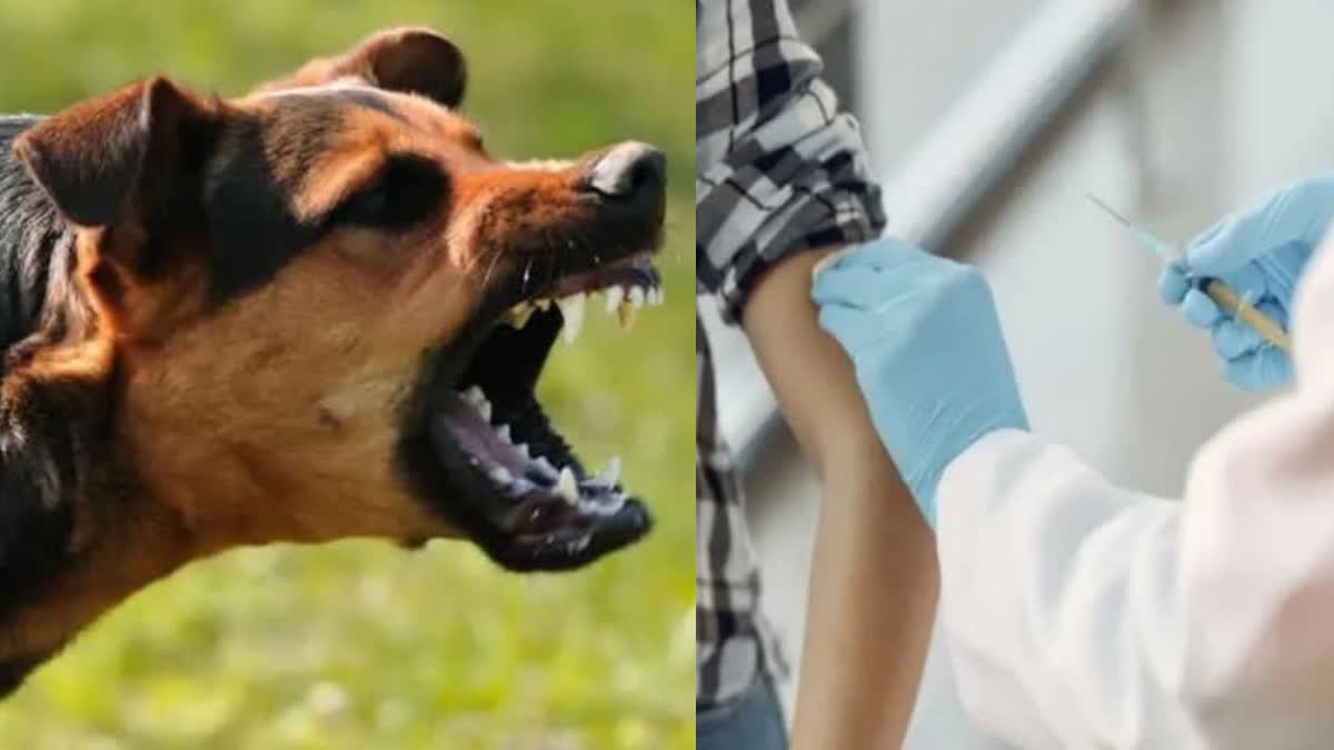 Severe shortage of anti rabies serum  പേവിഷ പ്രതിരോധ സിറത്തിന് കടുത്ത ക്ഷാമം  തെരുവ് നായ ശല്യം  പേവിഷ പ്രതിരോധ സിറം  തെരുവ് നായ ആക്രമണം