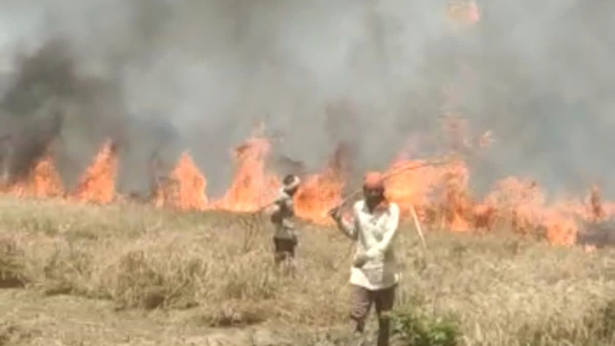 गेहूं की फसल बर्बाद