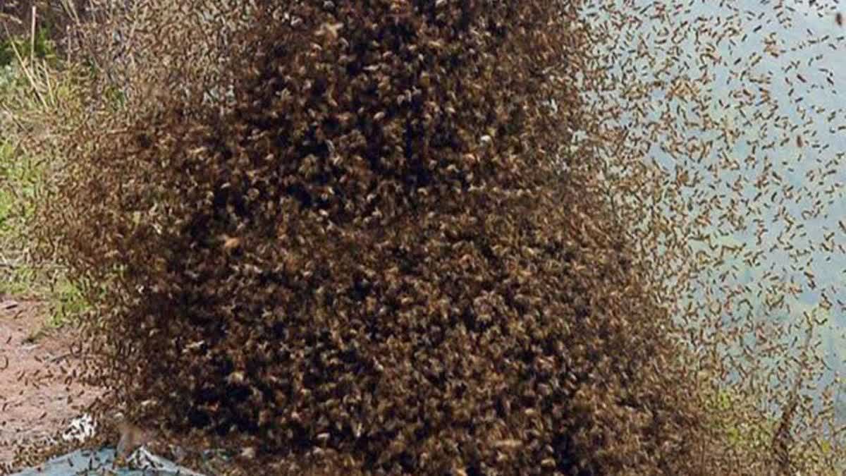 Bee attack : મહારાષ્ટ્રના ચંદ્રપુરમાં મધમાખીના હુમલામાં 2 ના મોત, 5 ગંભીર રીતે થયા ઈજાગ્રસ્ત