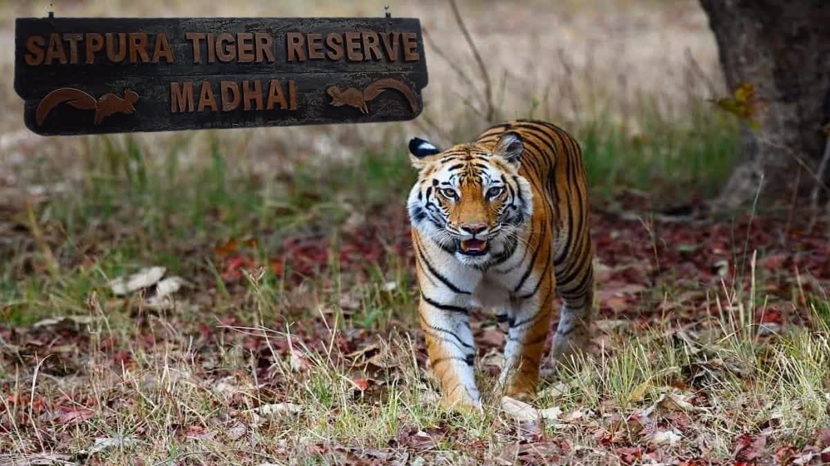 tiger census 2023