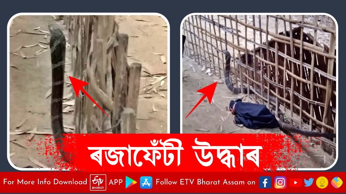 King cobra Rescue in Jorhat