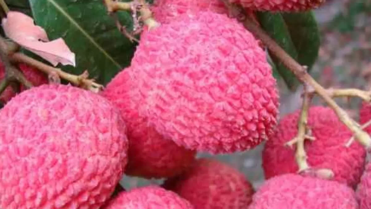 LITCHI