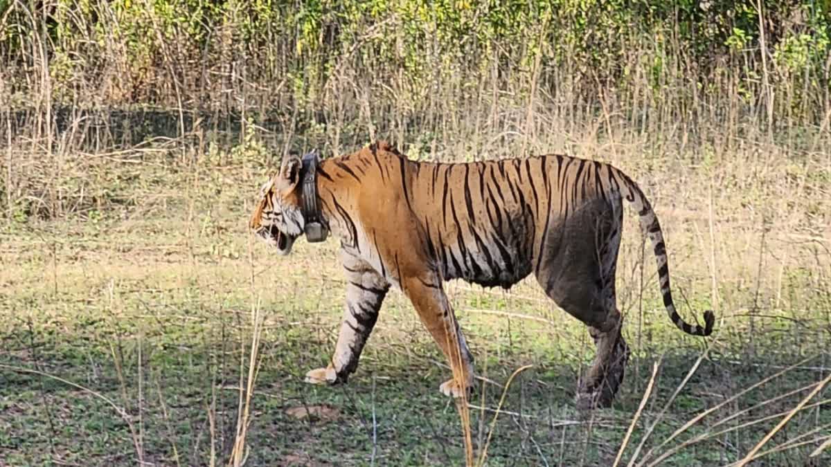 Sariska Tiger Reserve