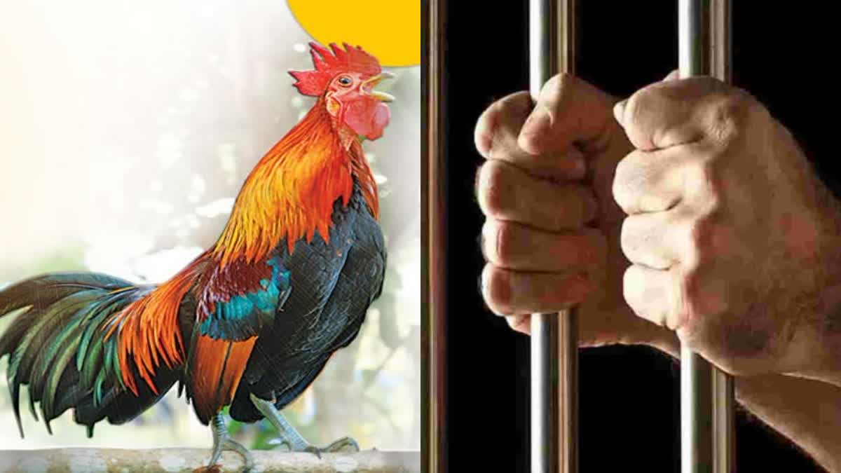 man-murdered-1100-chickens-feud-with-neighbor-in-china-sentenced-to-6-months-jail