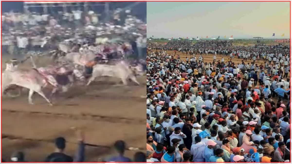 Sangli Bailgada Sharyat: