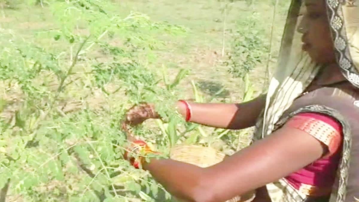 MP Umaria cultivation of munga