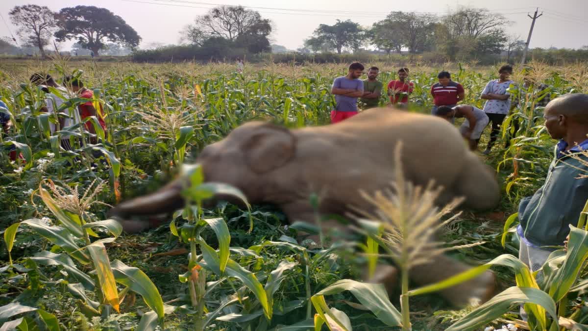 A wild elephant was found dead in Nagdi forest of Ranchi district in Jharkhand.