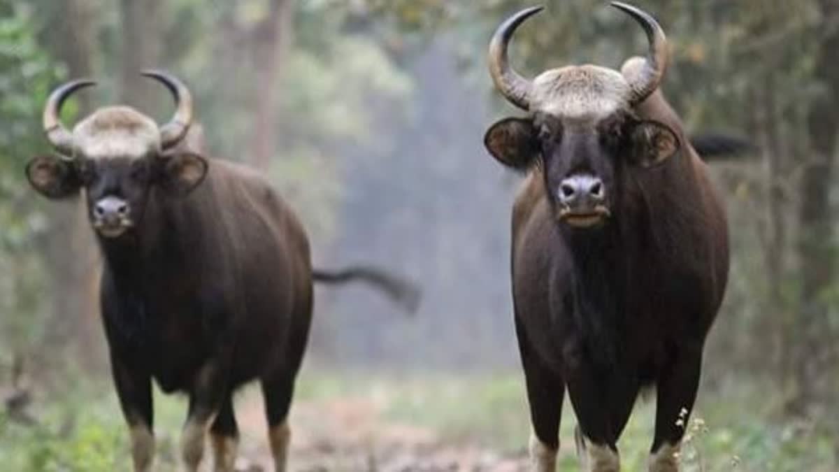 two men arrested in Alipurduar for selling Bison Meat