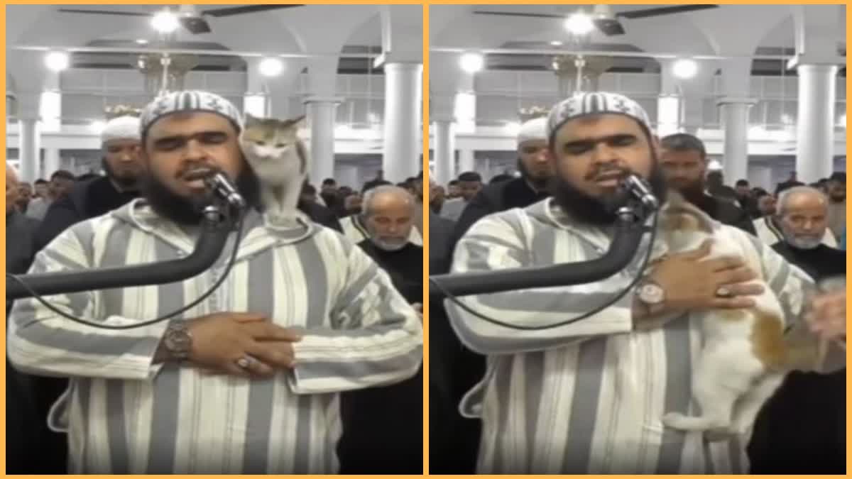 Algerian govt honors viral cat Imam Walid with special reception