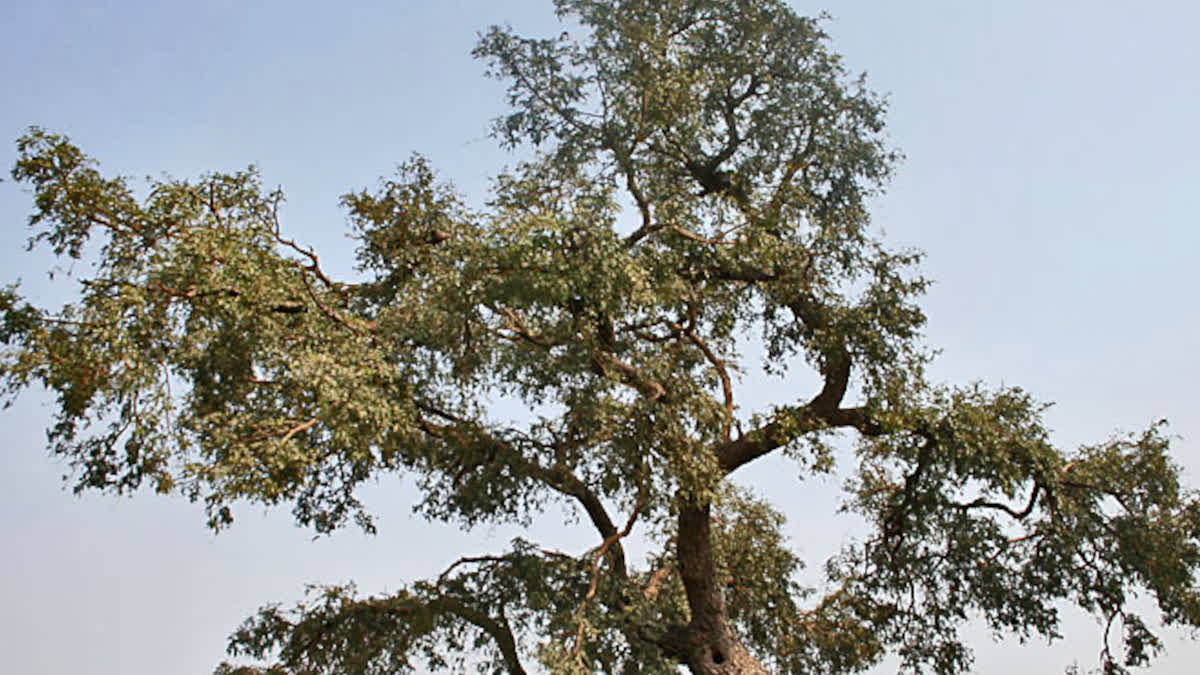 47 Khejri tree buried in sand in Jodhpur, case filed