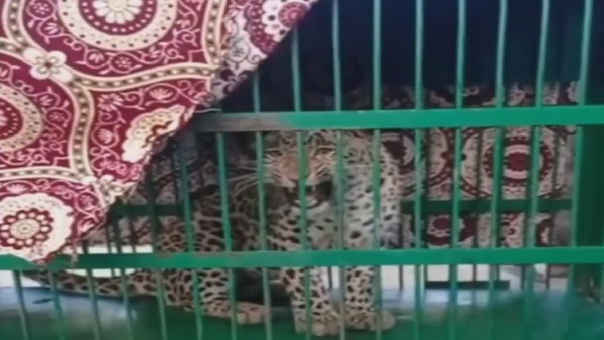 wild-life-department-capture-leopard-in-budgam