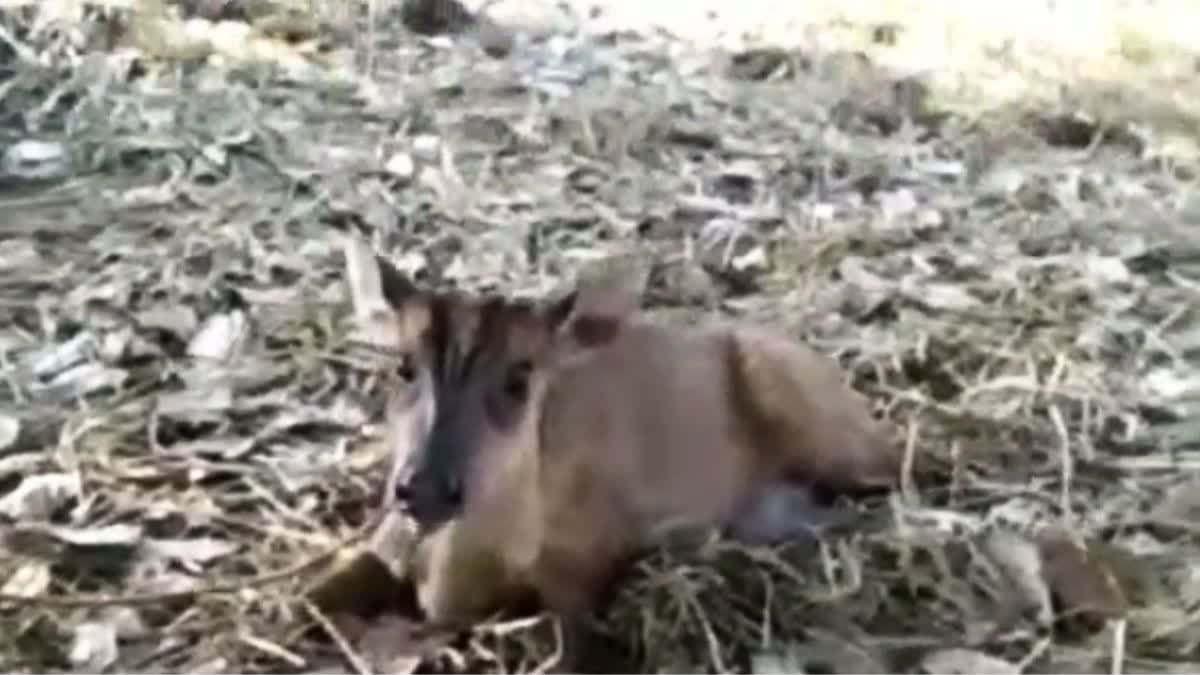 Safe Rescue of Baby Deer