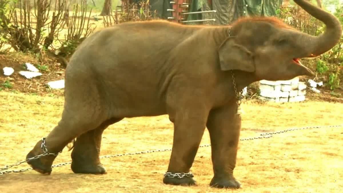 bandhavgarh tiger reserve baby elephant died