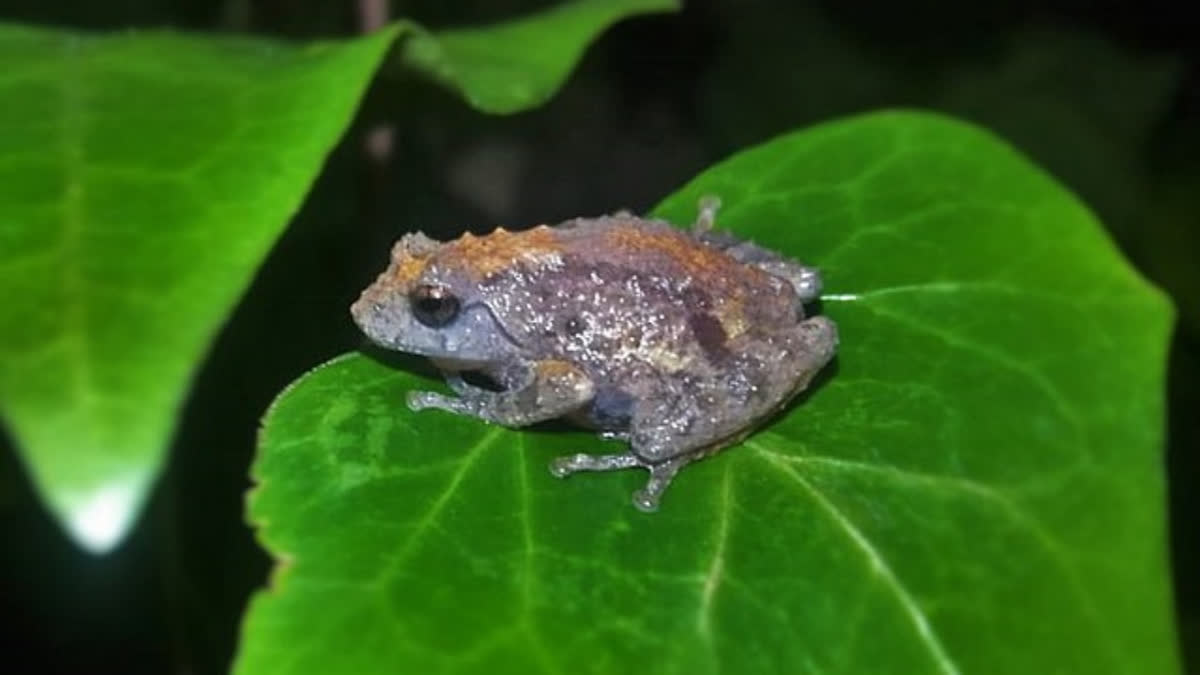 Etv BharatNew frog species Discovered