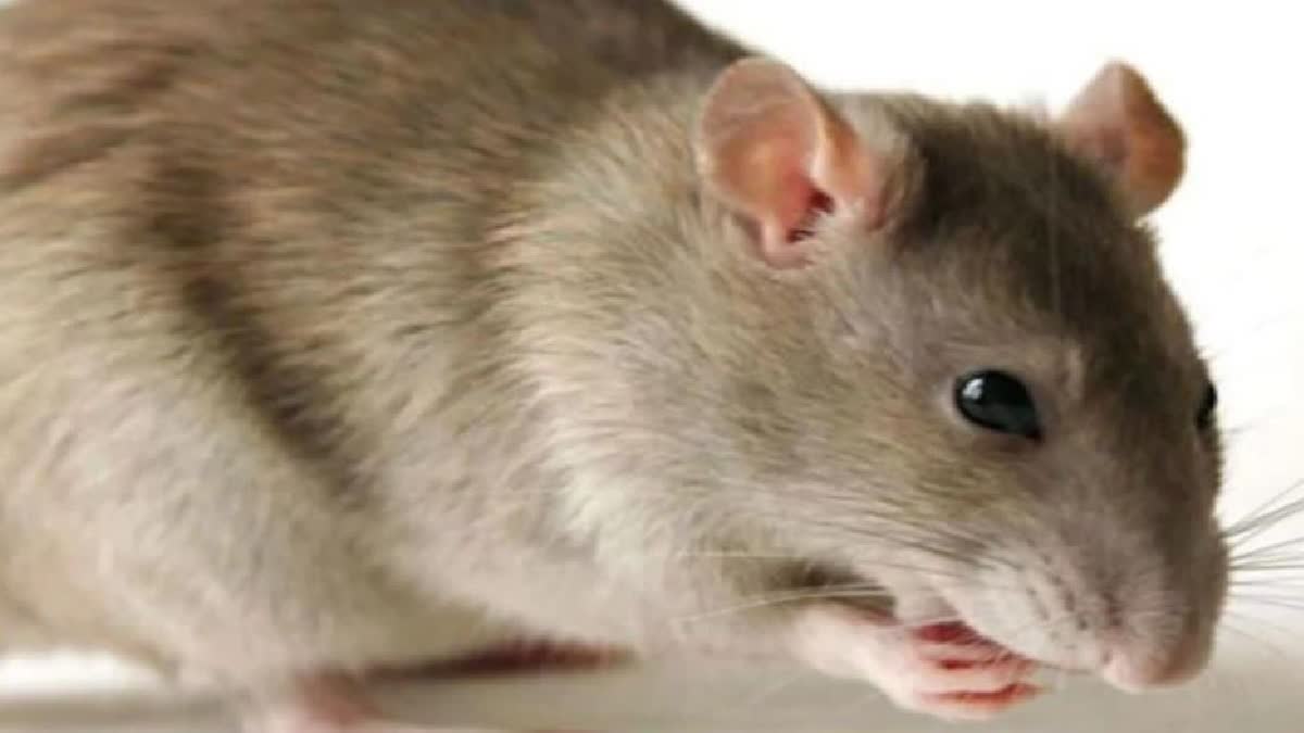 Rat