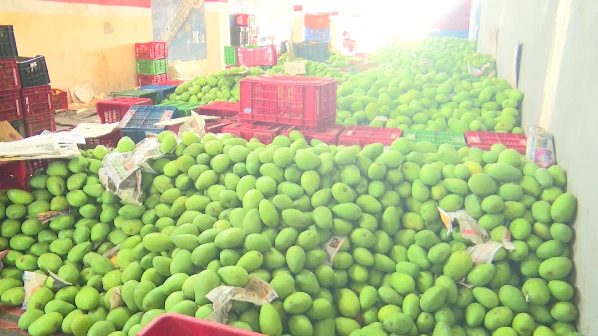 Mango farmers who are suffering