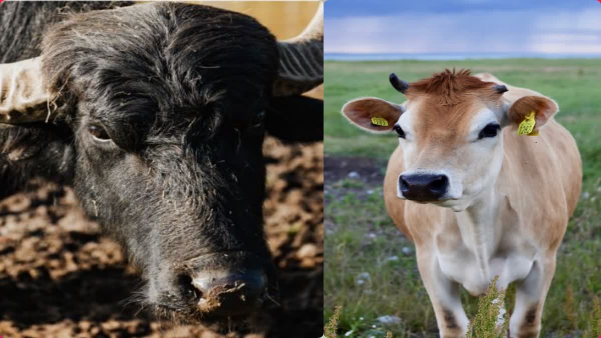 Buffalo-Cow Urine