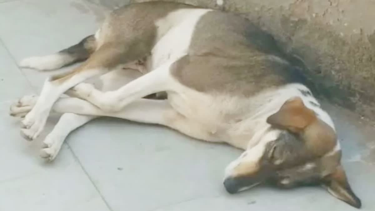 watchman beats street dog to death in bhopal