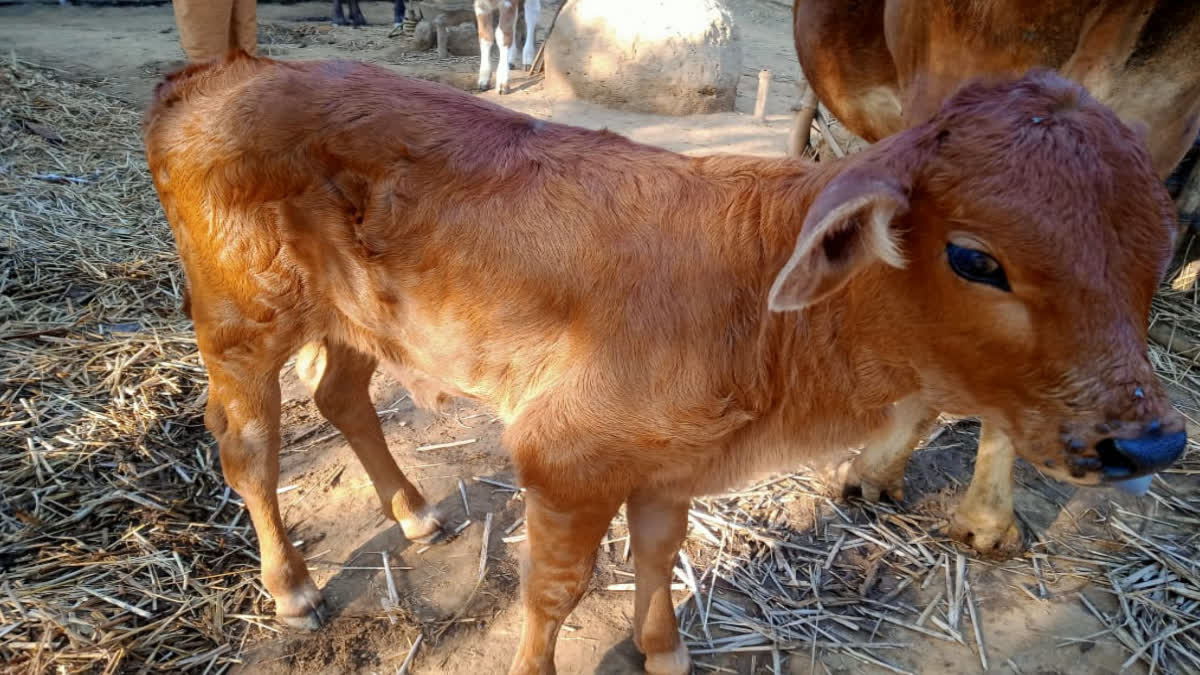 Calf Giving Milk in Murshidabad ETV BHARAT