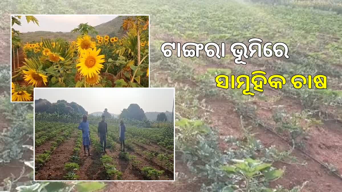 integrated farming in koraput