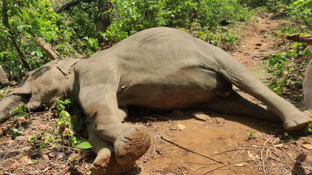 elephant death shimilpal