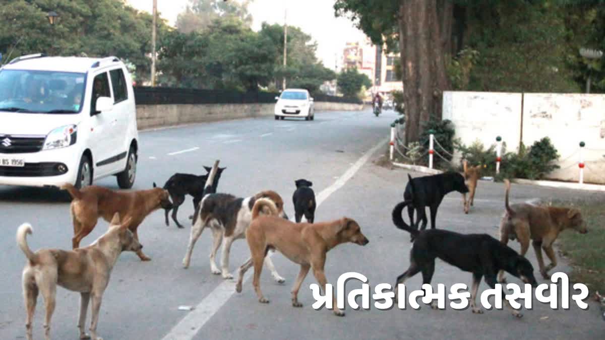 Dog Bite: સુરતમાં શ્વાનનો આતંક યથાવત યુવકના પગના ભાગે બચકા ભરાય.