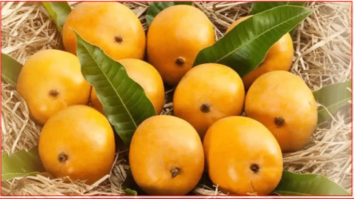 Alphonso Mango