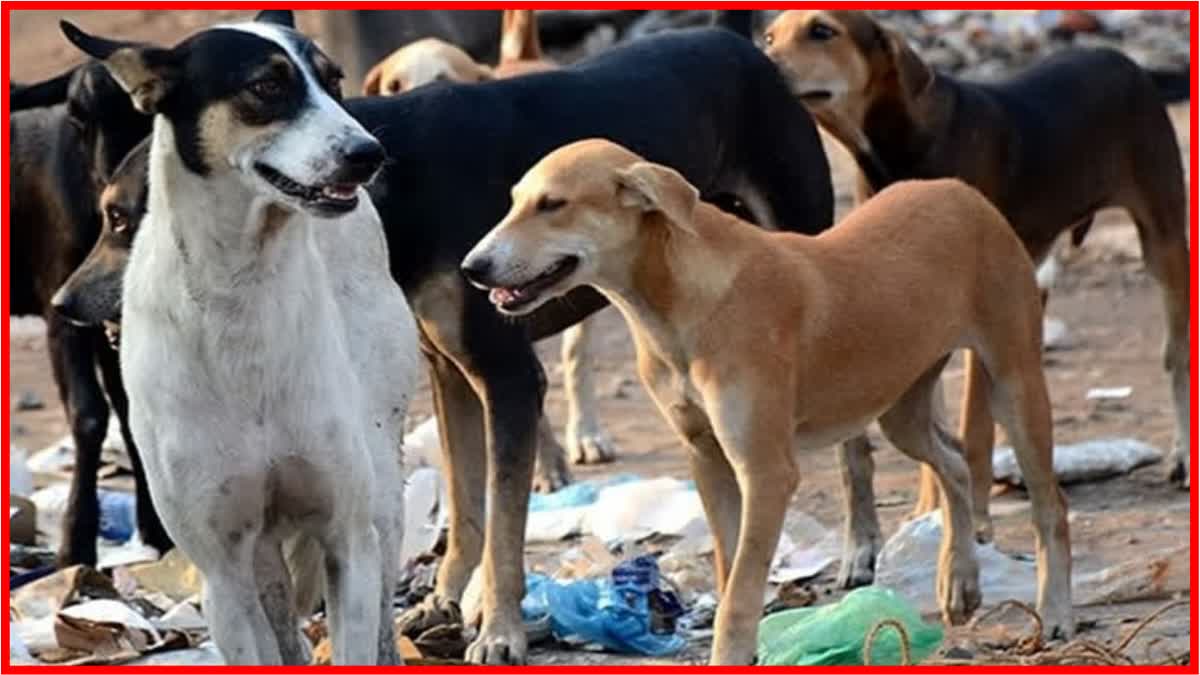 Stray Dogs Attack Video