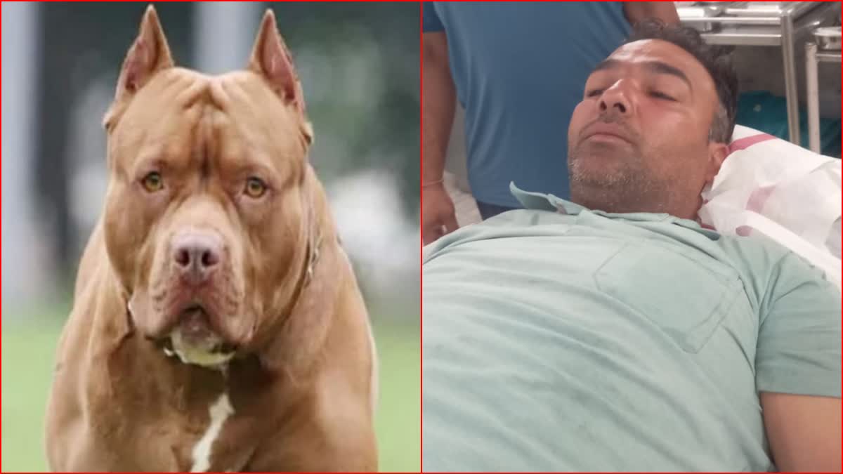 Pitbull dog attacks youth in karnal