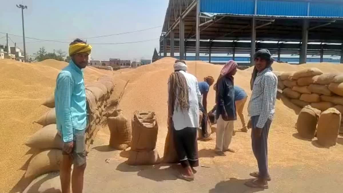 government procurement in grain markets in Mewat