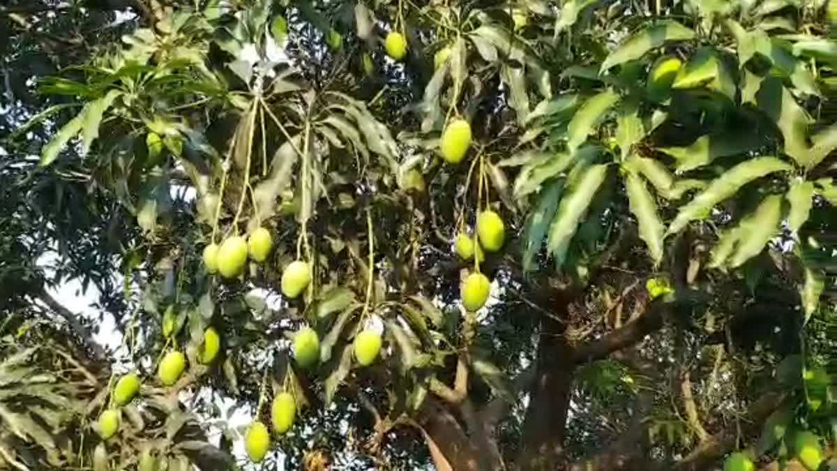 These mangoes of Chhattisgarh