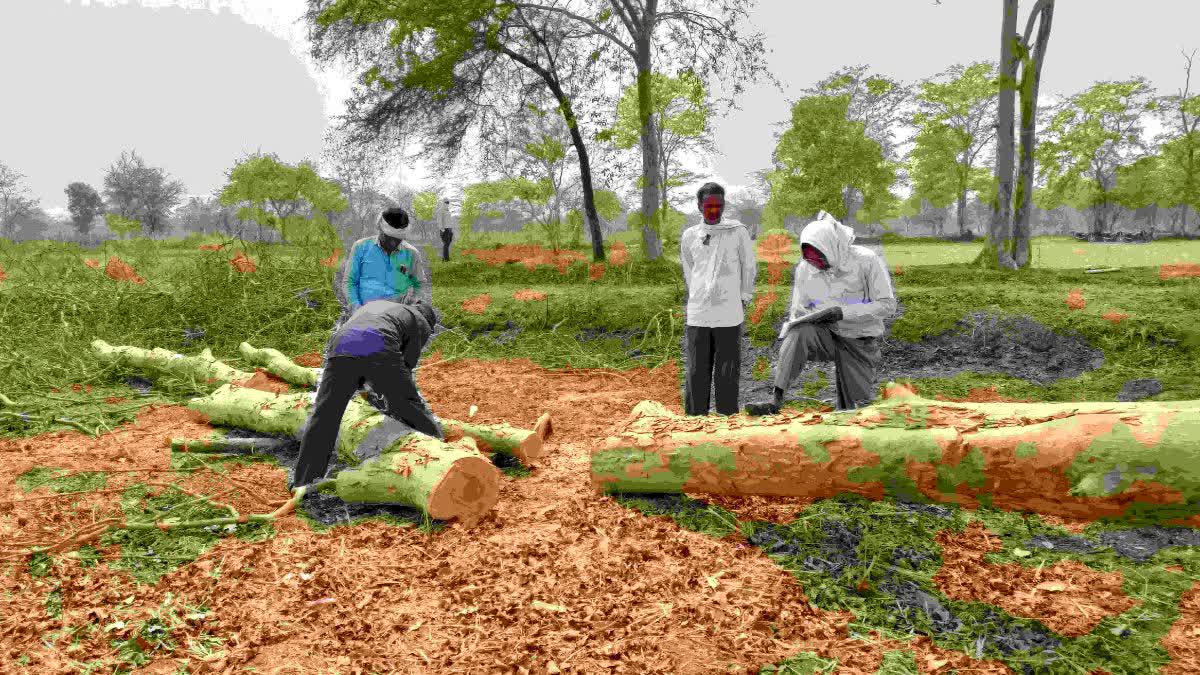 Banned wood stock seized in Balod