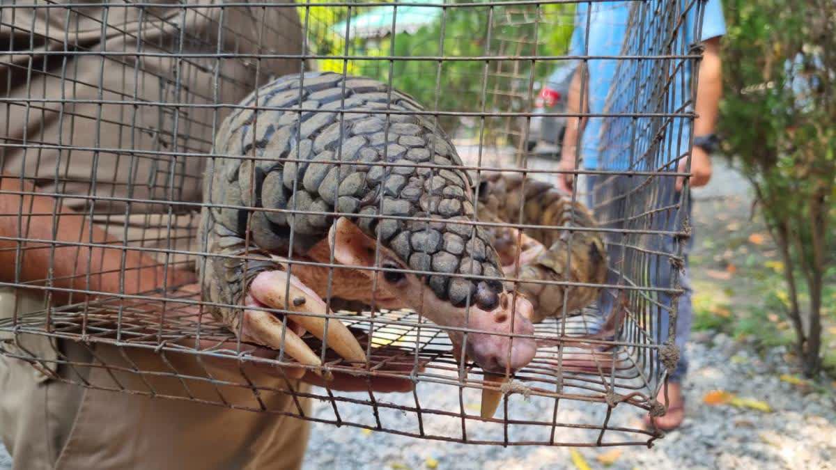 Pangolin Rescued ETV Bharat