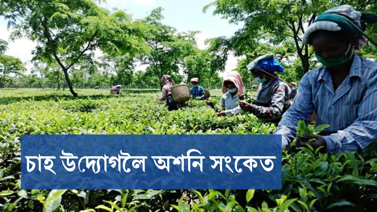 assam tea industry