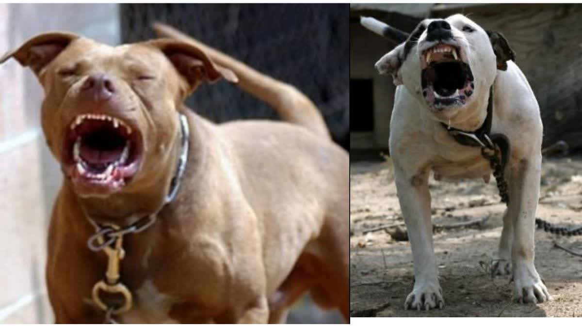 Pitbull Dog Attack